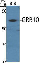 Anti-GRB10 antibody