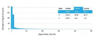 Analysis of protein array containing more than 19,000 full-length human proteins using Anti-RAD51 Antibody [RAD51/2701