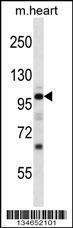 Anti-NPR1 Rabbit Polyclonal Antibody (HRP (Horseradish Peroxidase))