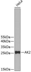 Western blot analysis of extracts of HeLa cells, using Anti-AK2 Antibody (A11673). The secondary Antibody was Goat Anti-Rabbit IgG H&L Antibody (HRP) at 1:10000 dilution. Lysates/proteins were present at 25 µg per laneThe blocking buffer used was 3% non-fat dry milk in TBST