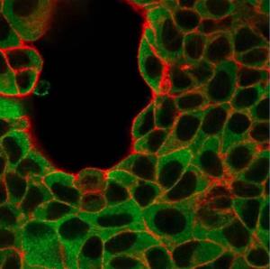 Immunofluorescent analysis of MCF-7 cells stained with Anti-IRF3 Antibody [PCRP-IRF3-6C8] followed by Goat Anti-Mouse IgG (CFand#174; 488) (Green). Counterstain is Phalloidin (Red)