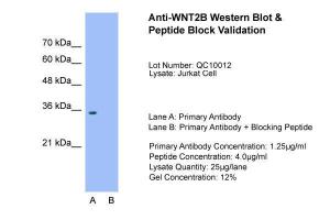 Anti-WNT2B Rabbit Polyclonal Antibody