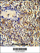 Anti-CCL3 Rabbit Polyclonal Antibody (APC (Allophycocyanin))