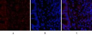 Immunofluorescence analysis of rat lung tissue using Anti-MyD88 Antibody (red) at 1:200 (4°C overnight). Cy3 labelled secondary antibody was used at 1:300 (RT 50min). Panel A: Target. Panel B: DAPI. Panel C: Merge.