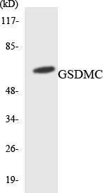 Western blot analysis of the lysates from HepG2 cells using Anti-GSDMC Antibody