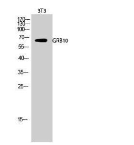 Anti-GRB10 antibody