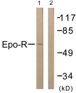 Western blot analysis of lysates from COS7 cells, treated with EPO 20U/ml 15' using Anti-Epo-R Antibody. The right hand lane represents a negative control, where the antibody is blocked by the immunising peptide