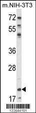 Anti-NIP7 Rabbit Polyclonal Antibody (APC (Allophycocyanin))