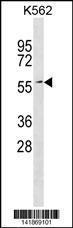 Anti-ERF Rabbit Polyclonal Antibody (APC (Allophycocyanin))