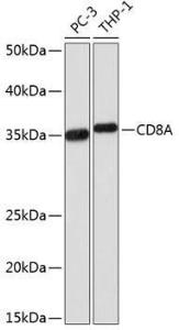 Western blot analysis of extracts of various cell lines, using Anti-CD8 alpha Antibody [ARC0329] (A306457) at 1:1000 dilution. The secondary Antibody was Goat Anti-Rabbit IgG H&L Antibody (HRP) at 1:10000 dilution. Lysates/proteins were present at 25 µg per lane