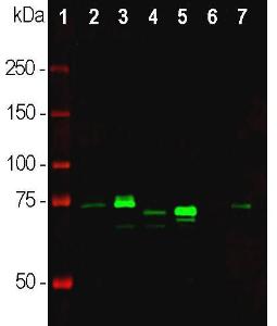 Antibody A85427-100 100 µl