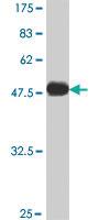 Anti-ARHGDIG Mouse Polyclonal Antibody