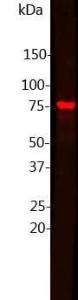 Antibody A85427-100 100 µl