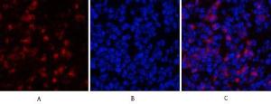 Immunofluorescence analysis of mouse spleen tissue using Anti-MyD88 Antibody (red) at 1:200 (4°C overnight). Cy3 labelled secondary antibody was used at 1:300 (RT 50min). Panel A: Target. Panel B: DAPI. Panel C: Merge.