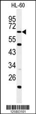 Anti-WDTC1 Rabbit Polyclonal Antibody