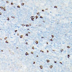 Immunohistochemistry analysis of paraffin-embedded human tonsil using Anti-CD8 alpha Antibody [ARC0329] (A306457) at a dilution of 1:100 (40X lens). Perform high pressure antigen retrieval with 10 mM citrate buffer pH 6.0 before commencing with IHC staining protocol