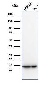 Western blot analysis of (Lane 1) LNCaP cell line lysate and (Lane 2) PC3 cell line lysate using Anti-MIF Antibody [MIF/3489]