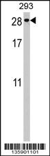 Anti-PTTG2 Rabbit Polyclonal Antibody