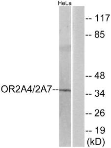 Western blot analysis of lysates from HeLa cells using Anti-OR2A4 + OR2A7 Antibody. The right hand lane represents a negative control, where the Antibody is blocked by the immunising peptide