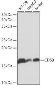 Western blot analysis of extracts of various cell lines, using Anti-CD59 Antibody [ARC0896] (A305532) at 1:1,000 dilution The secondary antibody was Goat Anti-Rabbit IgG H&L Antibody (HRP) at 1:10,000 dilution Lysates/proteins were present at 25 µg per lane