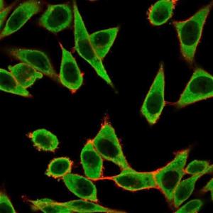 Immunofluorescent analysis of HeLa cells stained with Anti-IRF3 Antibody [PCRP-IRF3-1E11] followed by Goat Anti-Mouse IgG (CFand#174; 488) (Green). Counterstain is Phalloidin