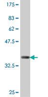 Anti-PLXNC1 Mouse Polyclonal Antibody