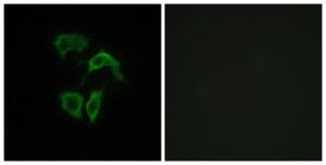 Immunofluorescence analysis of HepG2 cells using Anti-OR2A4 + OR2A7 Antibody. The right hand panel represents a negative control, where the Antibody was pre-incubated with the immunising peptide