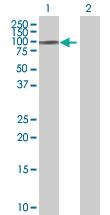 Anti-NKRF Mouse Polyclonal Antibody