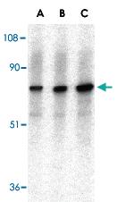 Anti-AIFM1 Rabbit Polyclonal Antibody