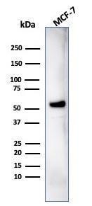 Western blot analysis of MCF-7 cell lysate using Anti-IRF3 Antibody [PCRP-IRF3-1E11]