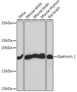 Anti-Stathmin 1 antibody