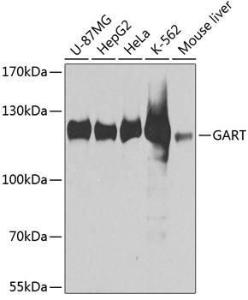 Anti-GART Rabbit Polyclonal Antibody