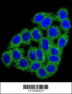 Anti-CPB1 Rabbit Polyclonal Antibody (PE (Phycoerythrin))