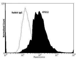 Specific staining of ATG12 expressed in human neuroblastoma SH-SY5Y cell line using cat # BSENR-137-500.