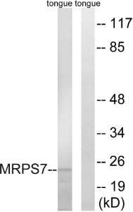 Antibody anti-MRPS7 A95833-100 100 µg