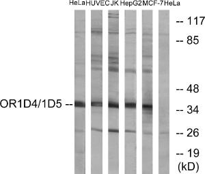 Anti-OR1D4 + OR1D5 Rabbit Polyclonal Antibody