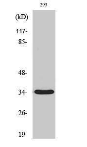 Western blot analysis of various cells using Anti-GRTP1 Antibody