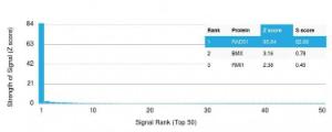 Analysis of protein array containing more than 19,000 full-length human proteins using Anti-RAD51 Antibody [RAD51/2702]