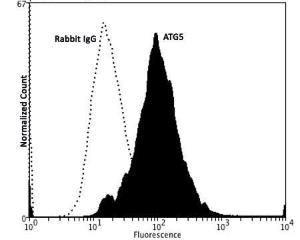 Staining of ATG5 expressed in human neuroblastoma SH-SY5Y cell line using cat # BSENR-138-500.