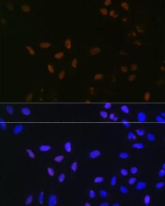 Immunofluorescence analysis of U-2 OS cells using Anti-Bub3 Antibody [ARC1318] (A307916) at a dilution of 1:100 (40x lens). DAPI was used to stain the cell nuclei (blue).