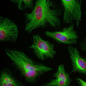 Immunofluorescent analysis of HeLa cells stained with Anti-Beta Tubulin Antibody (1:5,000/green) and Anti-FOX2 Antibody