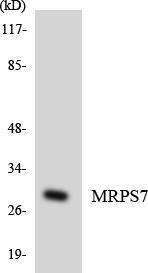 Western blot analysis of the lysates from HeLa cells using Anti-MRPS7 Antibody