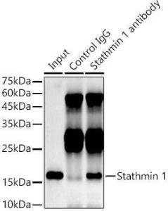 Anti-Stathmin 1 antibody