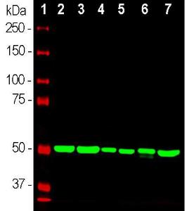 Western blot analysis of whole tissue or cell lysates using Anti-Beta Tubulin Antibody (1:10,000/green)