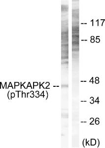 Western blot analysis of lysates from NIH/3T3 cells using Anti-MAPKAPK2 (phospho Thr334) Antibody. The right hand lane represents a negative control, where the antibody is blocked by the immunising peptide.