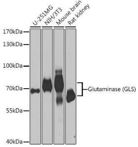 Antibody anti-GLS 100 µl