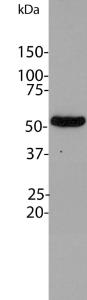 Blot of HeLa cell lysates probed with Anti-Beta Tubulin Antibody Note the single sharp clean band corresponding to ß-tubulin at 55 kDa