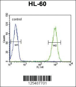 Anti-MACOI Rabbit Polyclonal Antibody