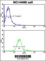 Anti-ROR1 Rabbit Polyclonal Antibody (HRP (Horseradish Peroxidase))