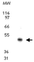 Anti-CCR10 Rabbit Polyclonal Antibody